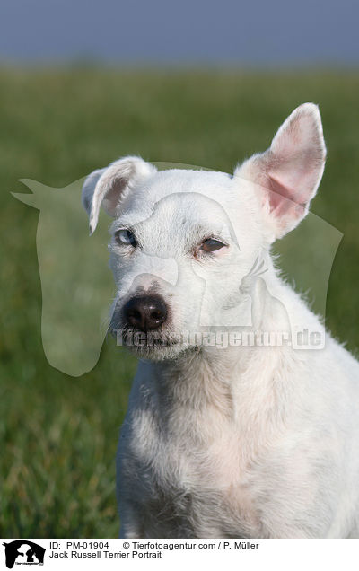 Jack Russell Terrier Portrait / Jack Russell Terrier Portrait / PM-01904