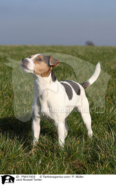 Jack Russell Terrier / Jack Russell Terrier / PM-01905