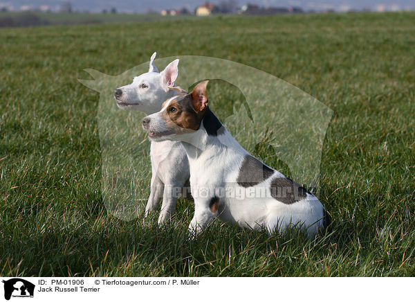Jack Russell Terrier / Jack Russell Terrier / PM-01906