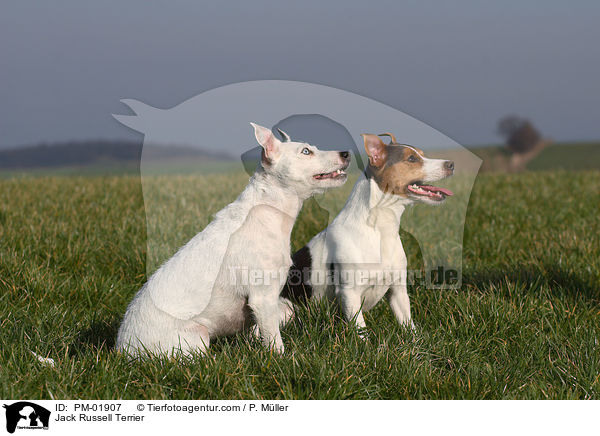 Jack Russell Terrier / Jack Russell Terrier / PM-01907