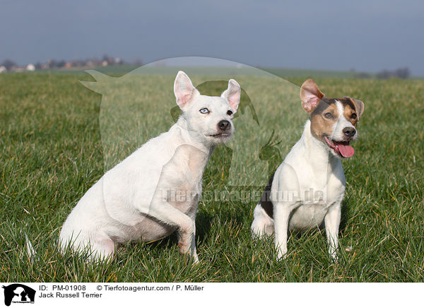Jack Russell Terrier / Jack Russell Terrier / PM-01908