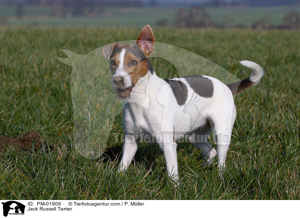 Jack Russell Terrier / Jack Russell Terrier / PM-01909
