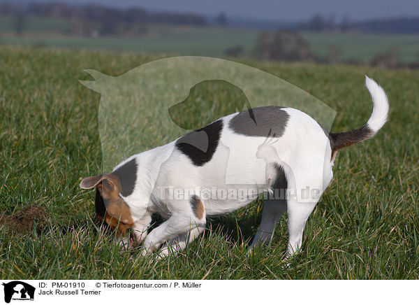 Jack Russell Terrier / Jack Russell Terrier / PM-01910