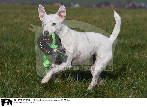 Jack Russell Terrier / Jack Russell Terrier / PM-01913