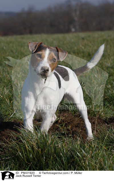 Jack Russell Terrier / Jack Russell Terrier / PM-01920