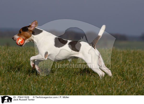 Jack Russell Terrier / Jack Russell Terrier / PM-01928