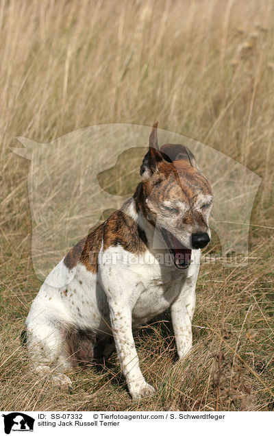 sitzender Jack Russell Terrier / sitting Jack Russell Terrier / SS-07332