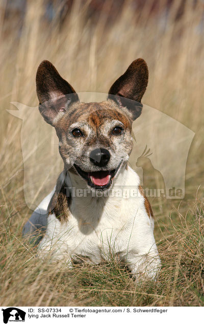 liegender Jack Russell Terrier / lying Jack Russell Terrier / SS-07334