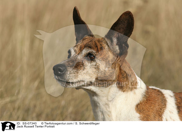 Jack Russell Terrier mit Stehohren / Jack Russell Terrier Portrait / SS-07340