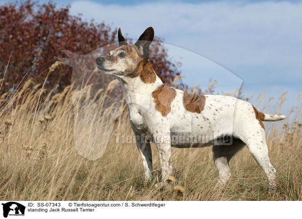 stehender Jack Russell Terrier / standing Jack Russell Terrier / SS-07343