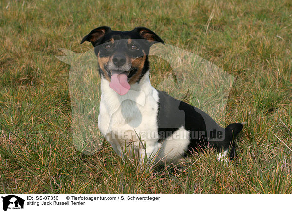 sitzender Jack Russell Terrier / sitting Jack Russell Terrier / SS-07350