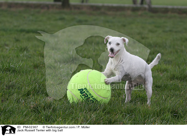 Jack Russell Terrier mit groem Ball / Jack Russell Terrier with big ball / PM-02367