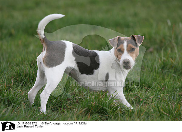 Jack Russell Terrier / Jack Russell Terrier / PM-02372