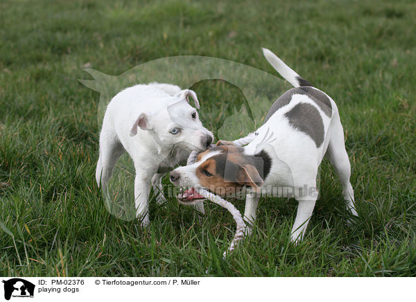 Hunde beim Tauziehen / playing dogs / PM-02376