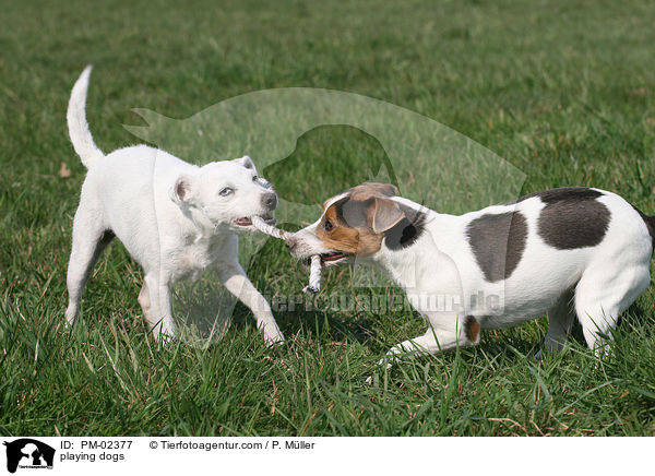 Hunde beim Tauziehen / playing dogs / PM-02377