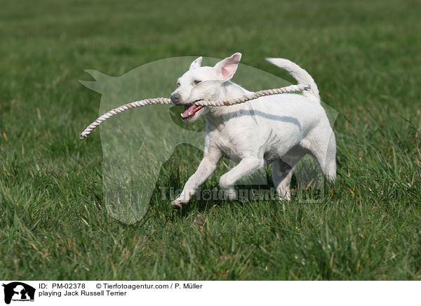 spielender Jack Russell Terrier / playing Jack Russell Terrier / PM-02378