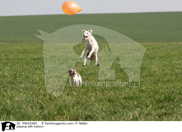 Hunde spielen mit Luftballon / playing with baloon / PM-02380