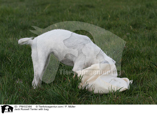 Hund untersucht tasche / Jack Russell Terrier with bag / PM-02386