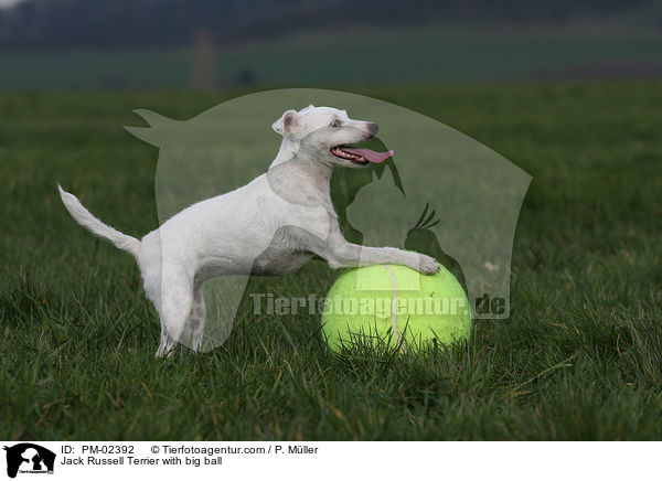 Jack Russell Terrier mit groem Ball / Jack Russell Terrier with big ball / PM-02392