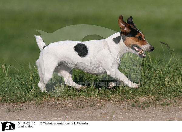 rennender Hund / running dog / IP-02116