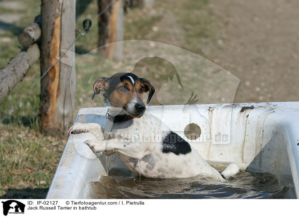 Jack Russell Terrier in Badewanne / Jack Russell Terrier in bathtub / IP-02127