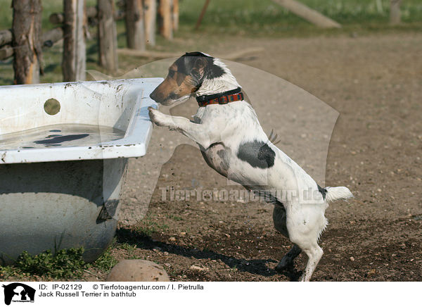 Jack Russell Terrier in Badewanne / Jack Russell Terrier in bathtub / IP-02129