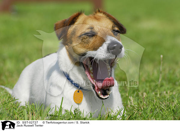 Jack Russell Terrier / Jack Russell Terrier / SST-02727