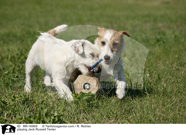 spielende Jack Russell Terrier / playing Jack Russell Terrier / RR-16969