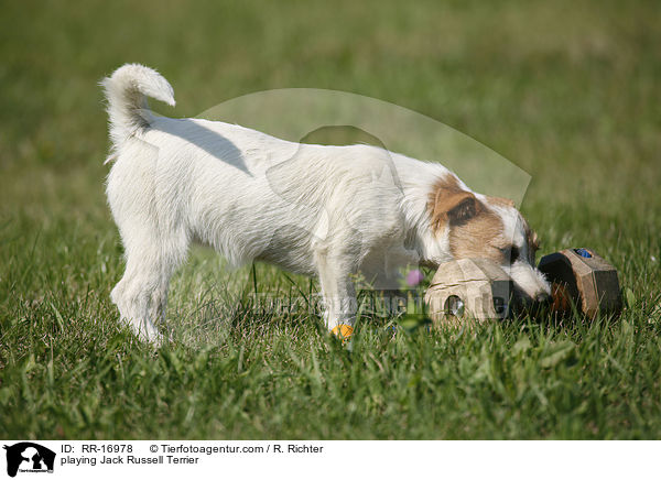 spielender Jack Russell Terrier / playing Jack Russell Terrier / RR-16978