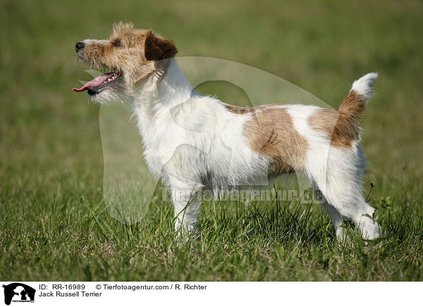 Jack Russell Terrier / Jack Russell Terrier / RR-16989