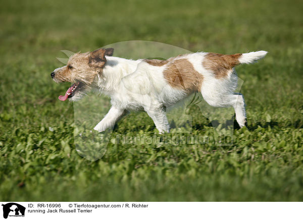 rennender Jack Russell Terrier / running Jack Russell Terrier / RR-16996