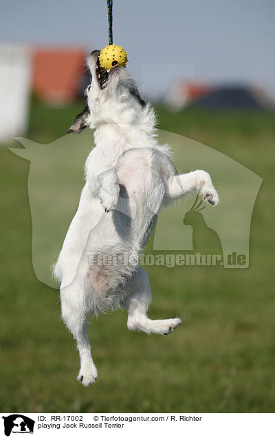 spielender Jack Russell Terrier / playing Jack Russell Terrier / RR-17002