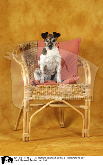 Jack Russell Terrier auf Stuhl / Jack Russell Terrier on chair / SS-11380