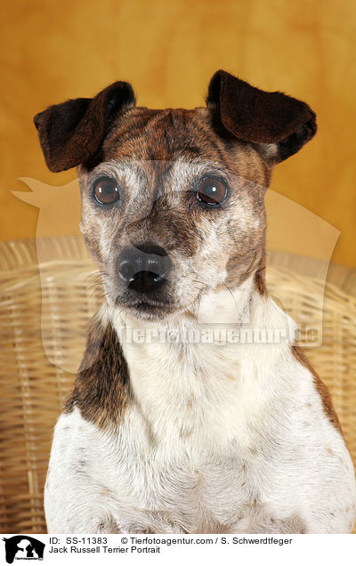 Jack Russell Terrier Portrait / Jack Russell Terrier Portrait / SS-11383