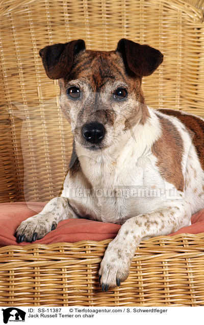 Jack Russell Terrier auf Stuhl / Jack Russell Terrier on chair / SS-11387