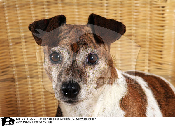 Jack Russell Terrier Portrait / Jack Russell Terrier Portrait / SS-11390