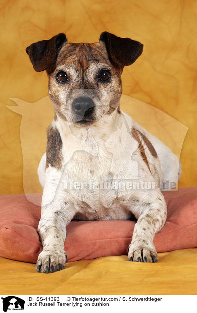 Jack Russell Terrier liegt auf Kissen / Jack Russell Terrier lying on cushion / SS-11393
