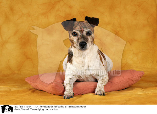 Jack Russell Terrier liegt auf Kissen / Jack Russell Terrier lying on cushion / SS-11394