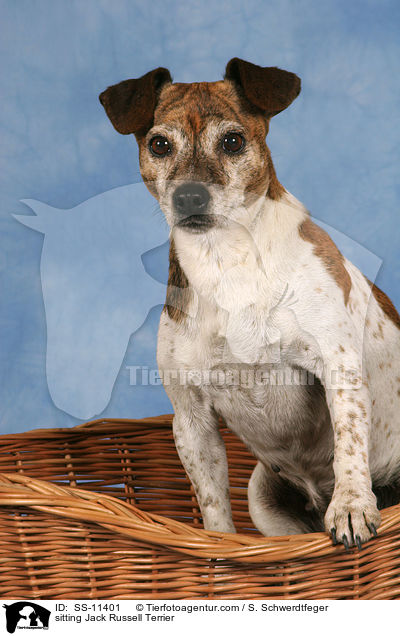 sitzender Jack Russell Terrier / sitting Jack Russell Terrier / SS-11401