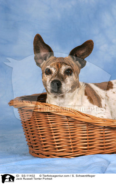 Jack Russell Terrier Portrait / Jack Russell Terrier Portrait / SS-11402