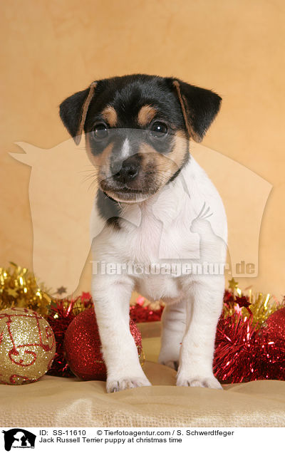 Jack Russell Terrier Welpe zur Weihnachtszeit / Jack Russell Terrier puppy at christmas time / SS-11610