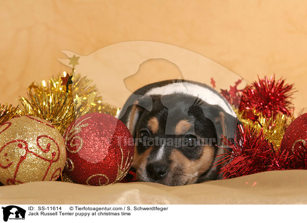 Jack Russell Terrier Welpe zur Weihnachtszeit / Jack Russell Terrier puppy at christmas time / SS-11614