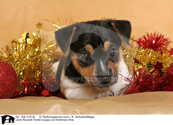 Jack Russell Terrier Welpe zur Weihnachtszeit / Jack Russell Terrier puppy at christmas time / SS-11616