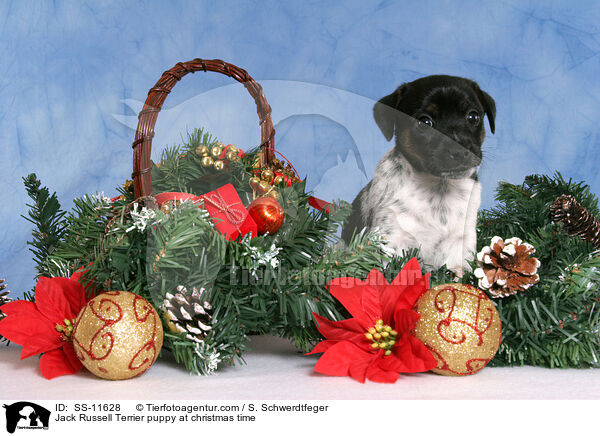 Jack Russell Terrier puppy at christmas time / SS-11628