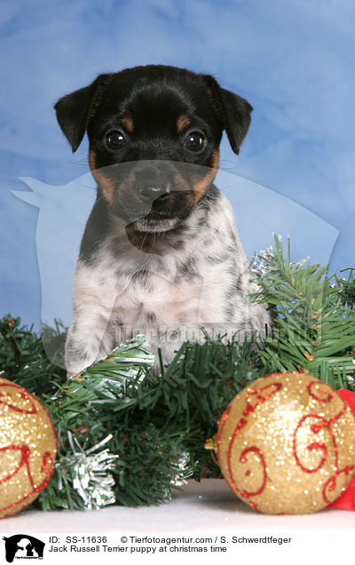 Jack Russell Terrier Welpe zur Weihnachtszeit / Jack Russell Terrier puppy at christmas time / SS-11636