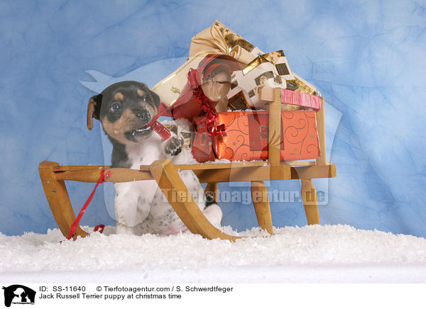 Jack Russell Terrier Welpe zur Weihnachtszeit / Jack Russell Terrier puppy at christmas time / SS-11640