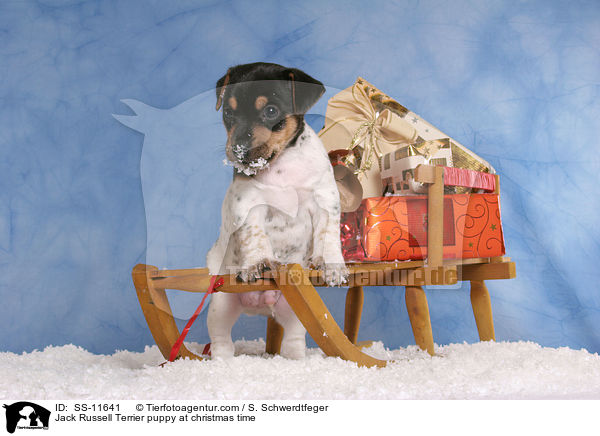 Jack Russell Terrier Welpe zur Weihnachtszeit / Jack Russell Terrier puppy at christmas time / SS-11641