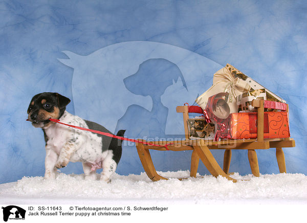 Jack Russell Terrier Welpe zur Weihnachtszeit / Jack Russell Terrier puppy at christmas time / SS-11643