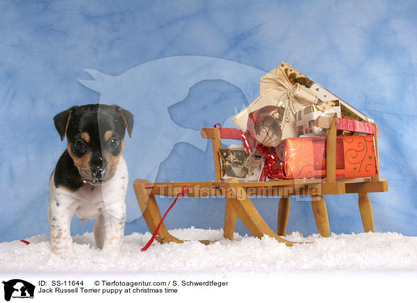 Jack Russell Terrier Welpe zur Weihnachtszeit / Jack Russell Terrier puppy at christmas time / SS-11644