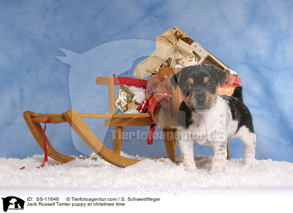 Jack Russell Terrier Welpe zur Weihnachtszeit / Jack Russell Terrier puppy at christmas time / SS-11646